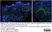 Anti Human CD8 Antibody, clone YTC182.20 thumbnail image 12