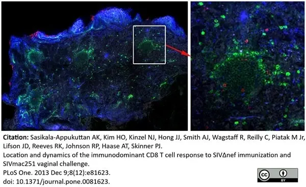 Anti Human CD8 Antibody, clone YTC182.20 gallery image 12