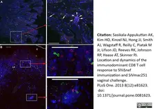 Anti Human CD8 Antibody, clone YTC182.20 gallery image 13