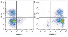Anti Human CD8 Antibody, clone YTC182.20 gallery image 14