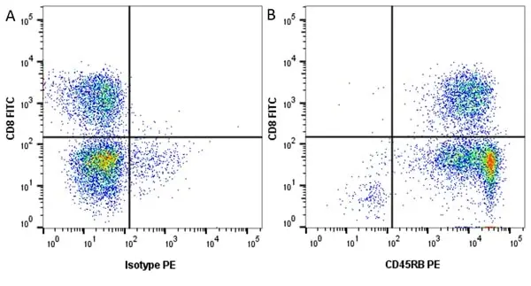 Anti Human CD8 Antibody, clone YTC182.20 gallery image 14