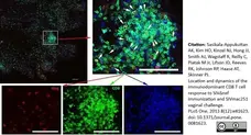 Anti Human CD8 Antibody, clone YTC182.20 gallery image 3