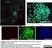 Anti Human CD8 Antibody, clone YTC182.20 thumbnail image 3