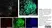 Anti Human CD8 Antibody, clone YTC182.20 thumbnail image 3