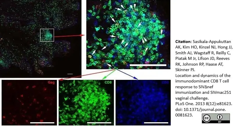 Anti Human CD8 Antibody, clone YTC182.20 gallery image 3