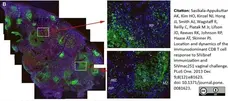 Anti Human CD8 Antibody, clone YTC182.20 gallery image 4