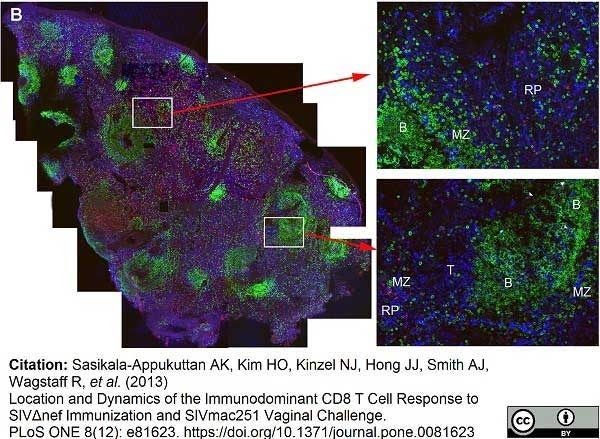 Anti Human CD8 Antibody, clone YTC182.20 thumbnail image 4