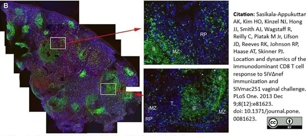 Anti Human CD8 Antibody, clone YTC182.20 gallery image 4