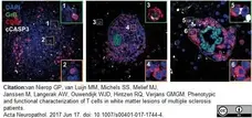 Anti Human CD8 Antibody, clone YTC182.20 gallery image 5