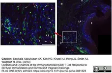 Anti Human CD8 Antibody, clone YTC182.20 gallery image 6