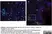 Anti Human CD8 Antibody, clone YTC182.20 thumbnail image 6