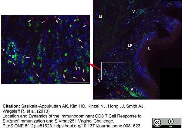 Anti Human CD8 Antibody, clone YTC182.20 thumbnail image 6
