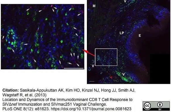 Anti Human CD8 Antibody, clone YTC182.20 gallery image 6