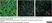 Anti Human CD8 Antibody, clone YTC182.20 thumbnail image 8