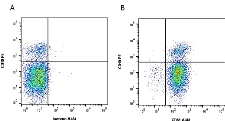 Anti Human CD81 Antibody, clone 1D6 | Bio-Rad