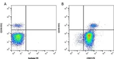 Anti Human CD81 Antibody, clone 1D6 gallery image 4