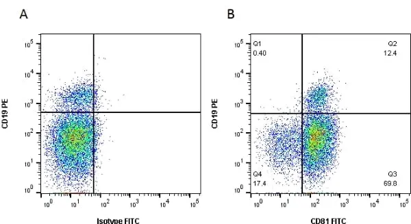 Anti Human CD81 Antibody, clone 1D6 gallery image 5