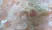Anti Human CD83 Antibody, clone HB15e thumbnail image 3