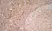 Anti Human CD83 Antibody, clone HB15e thumbnail image 5