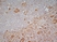 Anti Human CD83 Antibody, clone HB15e thumbnail image 6