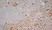 Anti Human CD83 Antibody, clone HB15e thumbnail image 6
