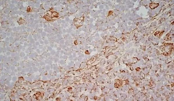 Anti Human CD83 Antibody, clone HB15e gallery image 6