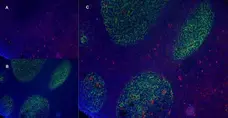 Anti Human CD83 Antibody, clone HB15e gallery image 7
