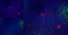Anti Human CD83 Antibody, clone HB15e gallery image 8