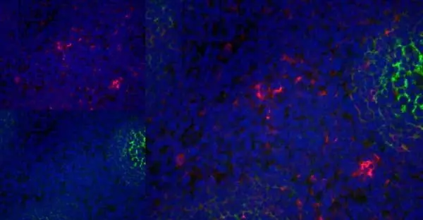 Anti Human CD83 Antibody, clone HB15e gallery image 8