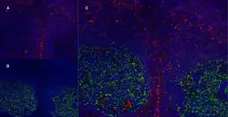 Anti Human CD83 Antibody, clone HB15e gallery image 9