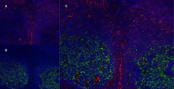 Anti Human CD83 Antibody, clone HB15e gallery image 9