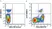 Anti Human CD85j Antibody, clone 4F9 thumbnail image 3