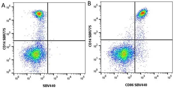 Anti Human CD86 Antibody, clone BU63 gallery image 10