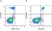Anti Human CD86 Antibody, clone BU63 thumbnail image 12
