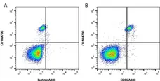 Anti Human CD86 Antibody, clone BU63 gallery image 2