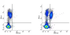 Anti Human CD86 Antibody, clone BU63 gallery image 5