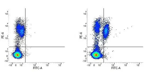 Anti Human CD86 Antibody, clone BU63 gallery image 5