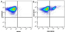 Anti Human CD86 Antibody, clone BU63 gallery image 8