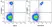 Anti Human CD86 Antibody, clone BU63 thumbnail image 9