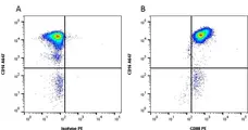 Anti Human CD88 Antibody, clone P12/1 gallery image 1