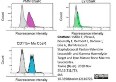 Anti Human CD88 Antibody, clone P12/1 gallery image 3
