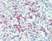 Anti Human CD88 Antibody, clone P12/1 thumbnail image 4