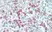 Anti Human CD88 Antibody, clone P12/1 thumbnail image 4