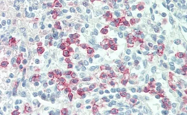 Anti Human CD88 Antibody, clone P12/1 gallery image 4
