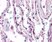 Anti Human CD88 Antibody, clone S5/1 thumbnail image 2