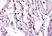 Anti Human CD88 Antibody, clone S5/1 thumbnail image 2