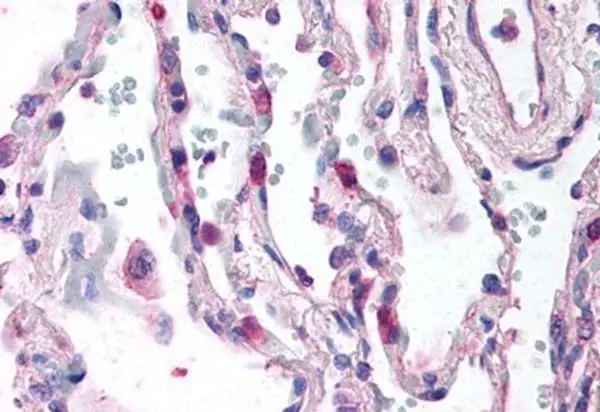 Anti Human CD88 Antibody, clone S5/1 gallery image 2