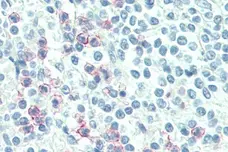 Anti Human CD88 Antibody, clone S5/1 gallery image 4