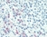 Anti Human CD88 Antibody, clone S5/1 thumbnail image 4