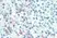 Anti Human CD88 Antibody, clone S5/1 thumbnail image 4